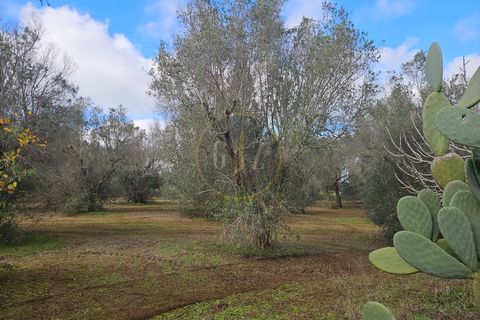 Tomt i Martano, Lecce, Martano - € 55 000 | Ref: TR002 - foto 21